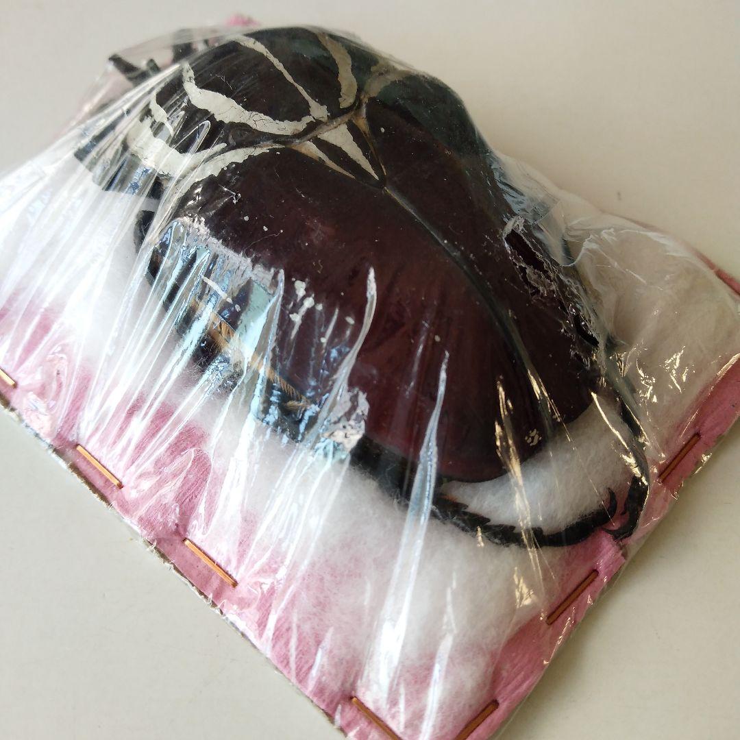 ゴライアスオオツノハナムグリ　昆虫標本　剥製