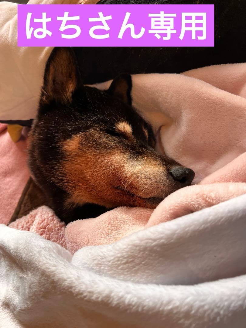 はちさん専用　犬用車椅子