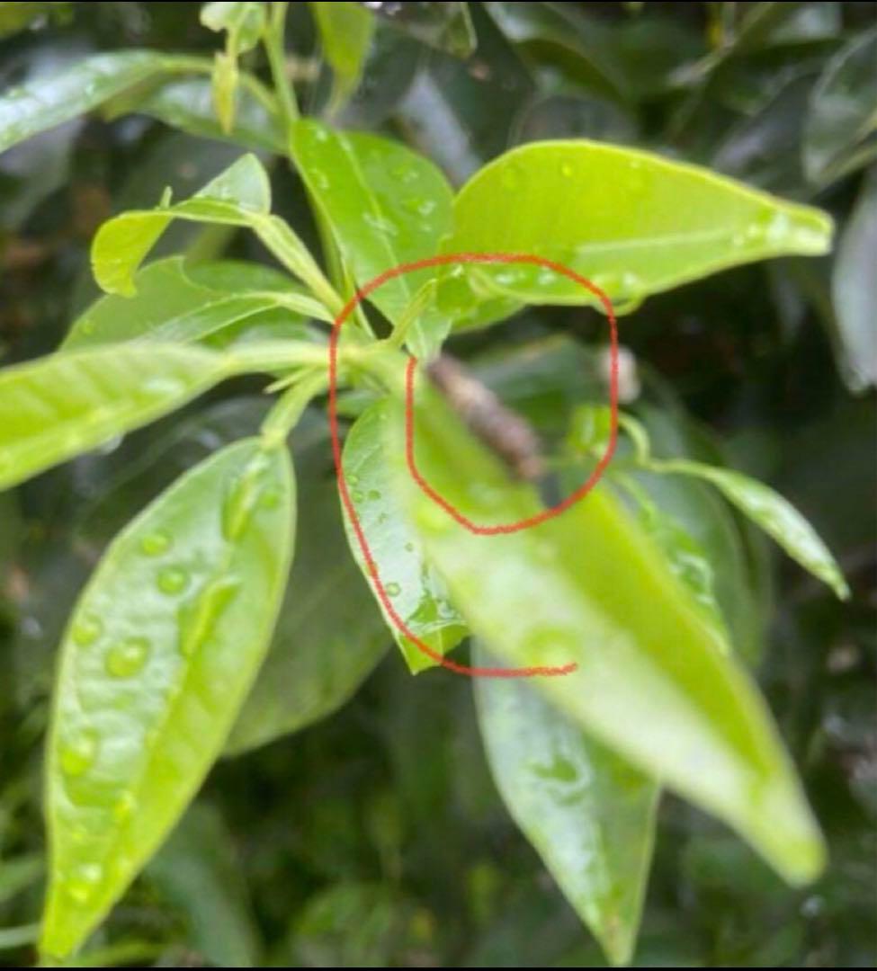 注文用ページ、アゲハ幼虫餌、枝付き(長く日持ちが良い)葉、ランダム、春の一番新芽