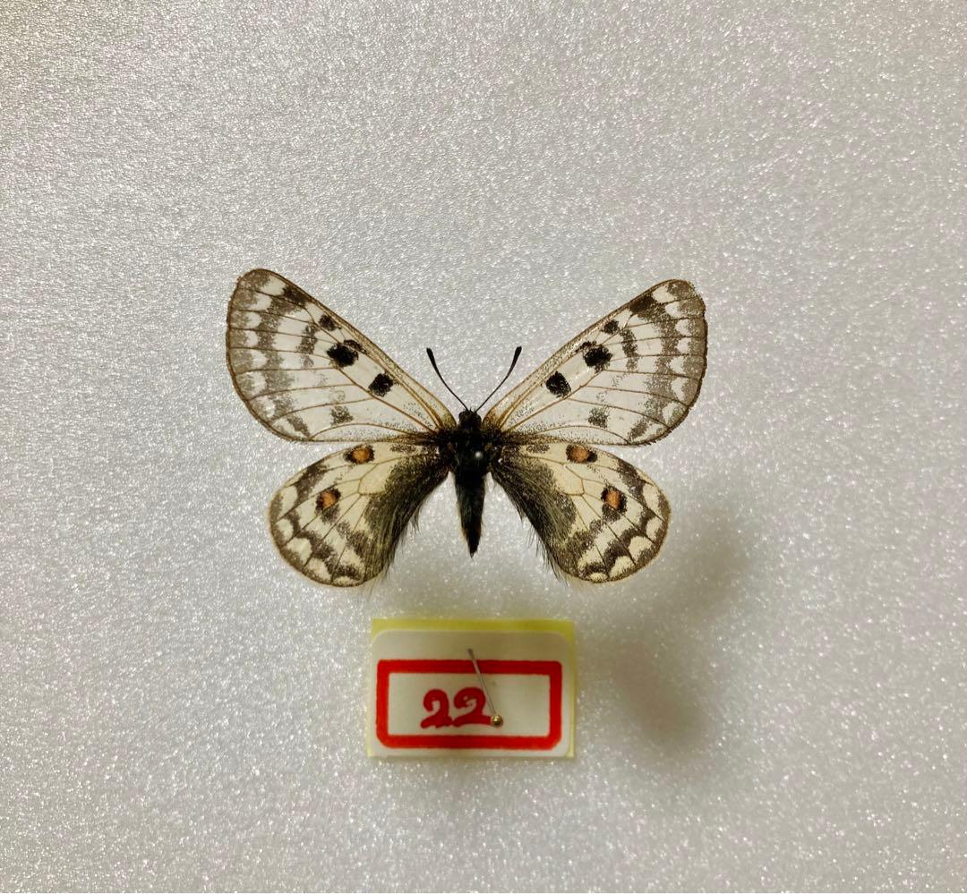 P.simo（1メス、中国青海省）