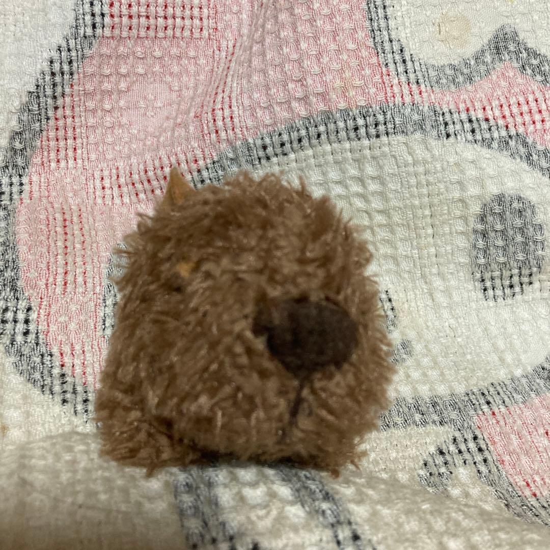 モンスイユ　MAY BLUE カピバラ　クープ　ベージュ　中古品