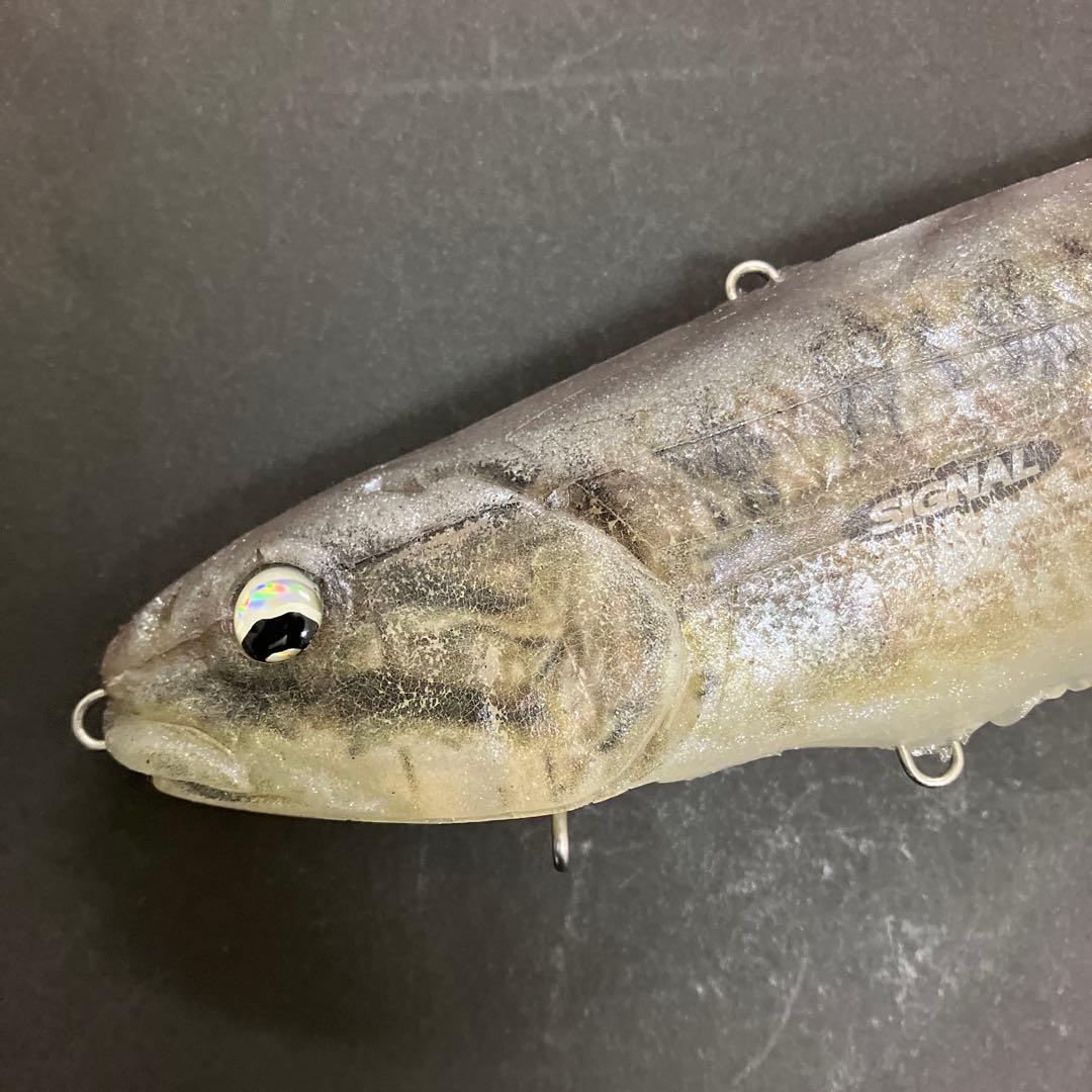 【激レア】　シグナル　カープヘッド　スモールマウス　生カラー