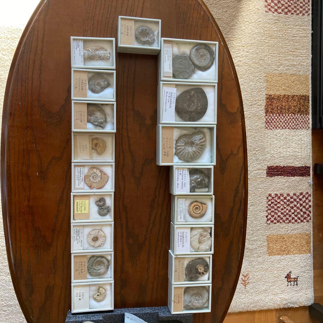 ゆう　アンモナイト