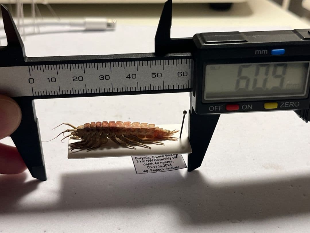 バイカルヨコエビ バイカル湖 標本 ムカデヤスデミリピードセンチピードサソリ