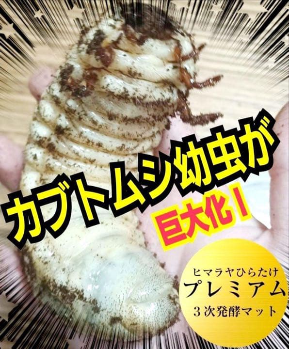 ギネスサイズ実績！特選プレミアム3次発酵カブトムシマット【5袋】特殊アミノ酸配合