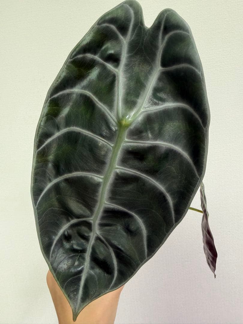 アロカシア5種+リーガルシールズオーレア斑入り小芋１つ