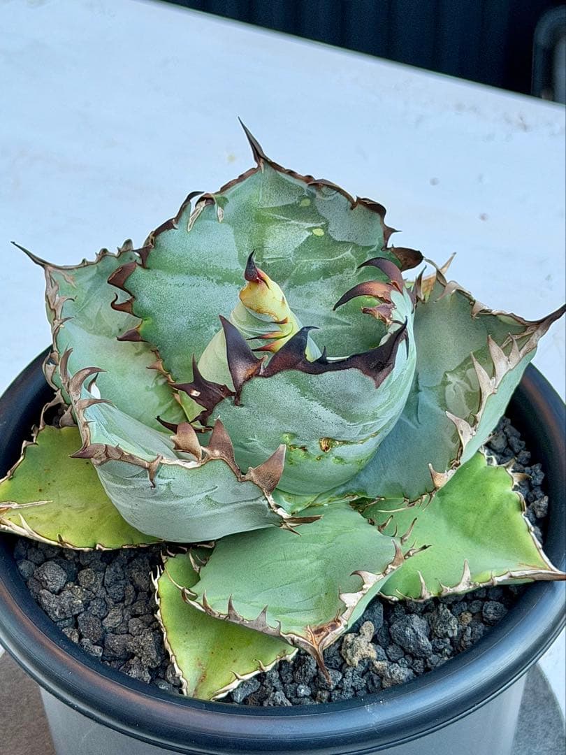 アガベチタノタ　ビースト　カクタスグリーン　大株　親株　5号鉢