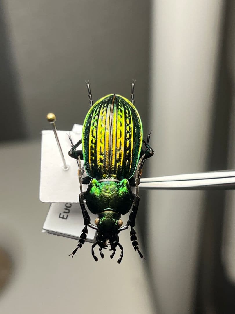 【32mm】Eucarabus ulrichi オサムシ カブリモドキ標本