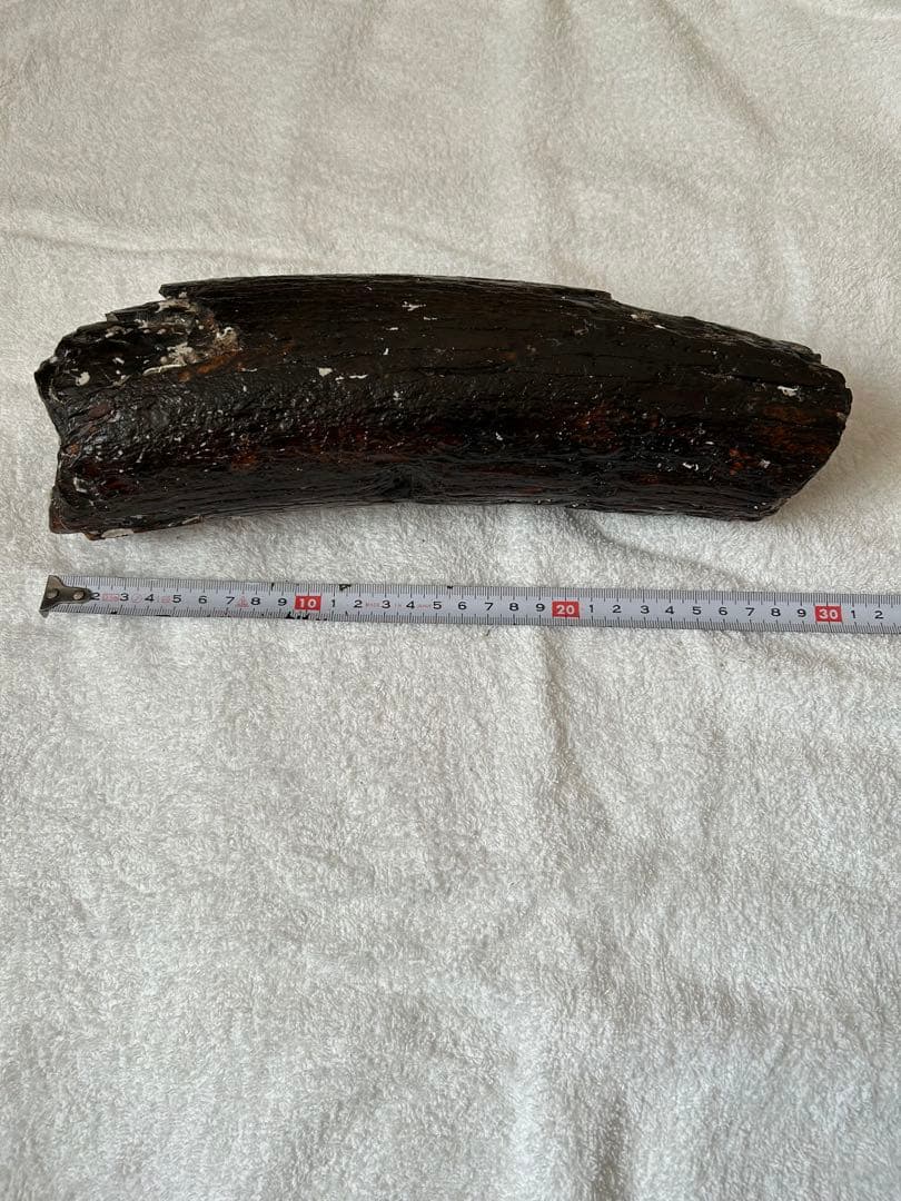 マンモス　ナウマンゾウ化石　牙