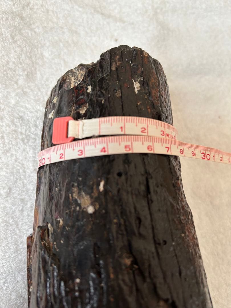 マンモス　ナウマンゾウ化石　牙