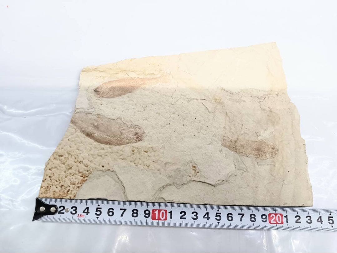 リコプテラ　ジュラ紀 硬骨魚綱 リコプテラ科　中国 遼寧省凌源県　2点　化石