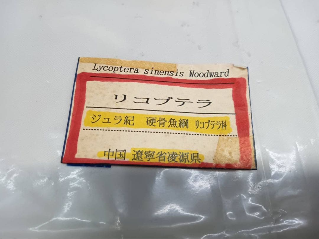 リコプテラ　ジュラ紀 硬骨魚綱 リコプテラ科　中国 遼寧省凌源県　2点　化石