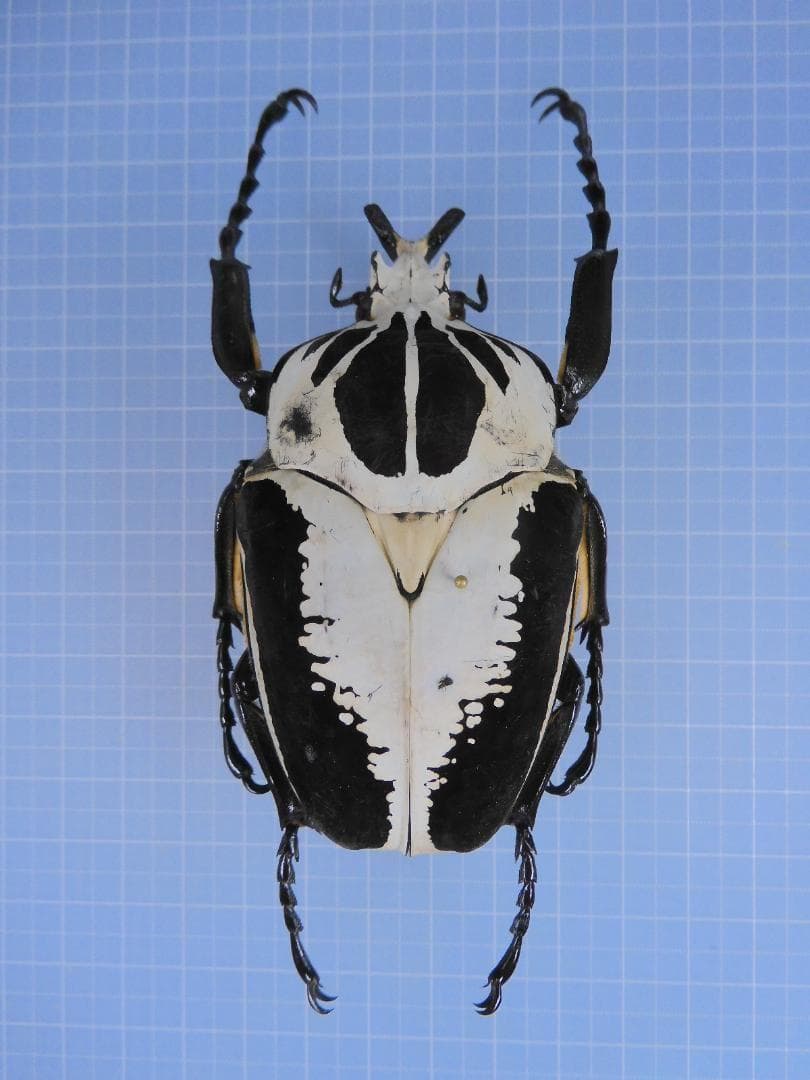 標本 Ivorycost Goliathus regius 89mm