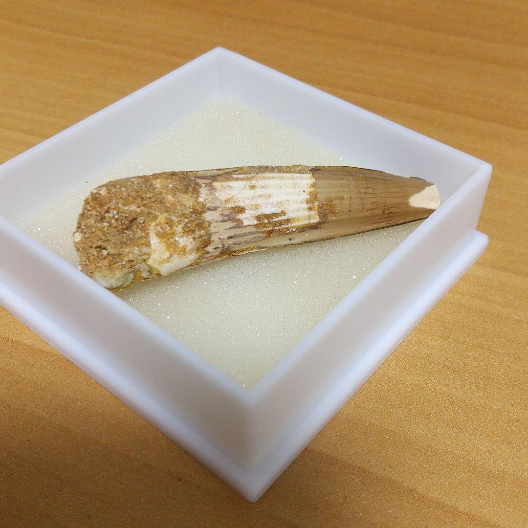 スピノサウルス 歯の化石 実物