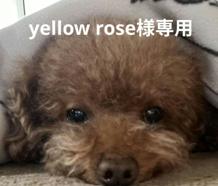 犬トリミングチョーカー・リボン・ネクタイ・スタイ