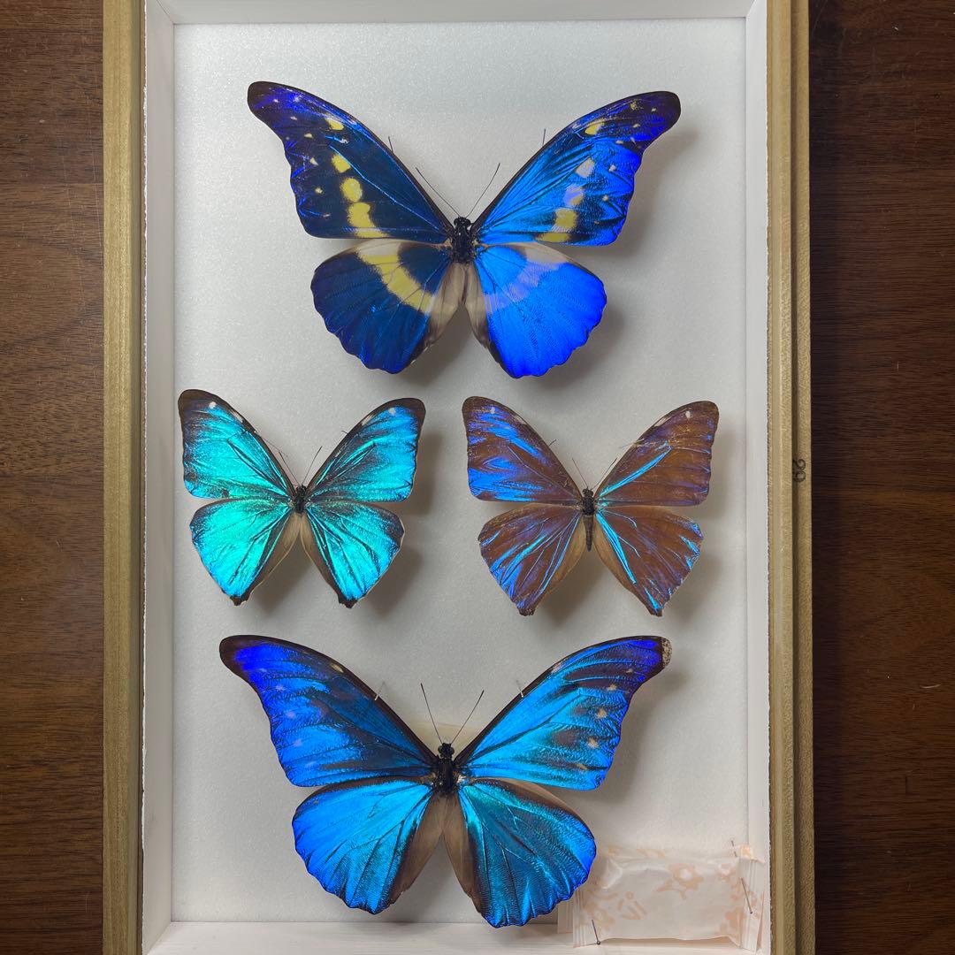 青色のモルフォ蝶の標本 4匹セット