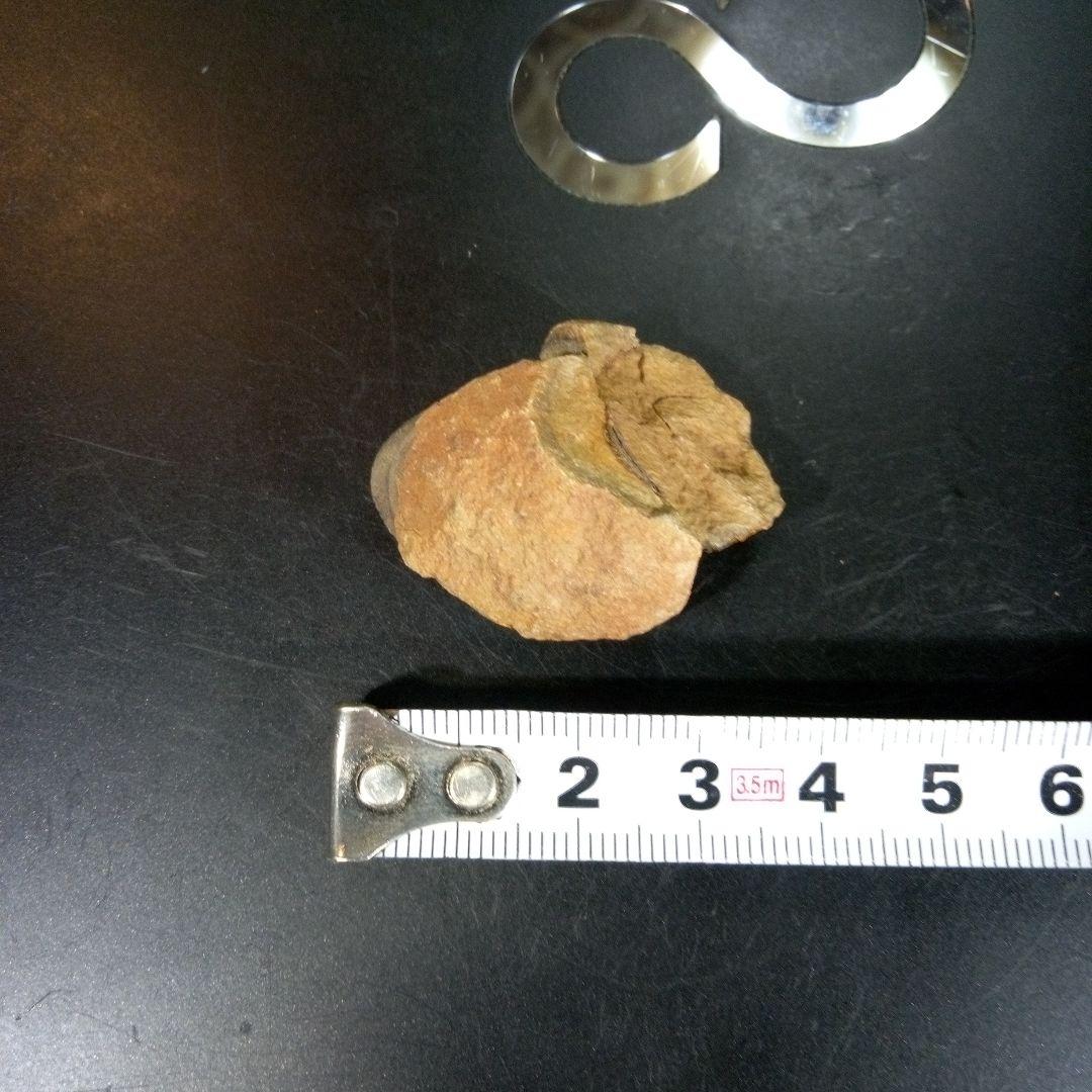 三葉虫　化石　fossil　ボリビア産　trilobite　海生動物識別⑦