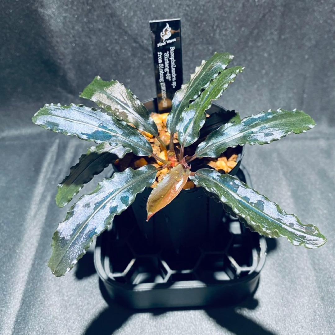 【 HW便】Bucephalandraセット①