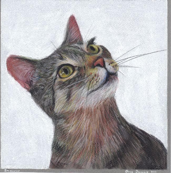 イラスト原画 「見上げる猫」