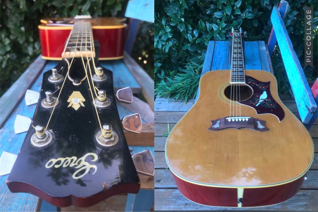 greco 303 DOVE グレコ フジゲン