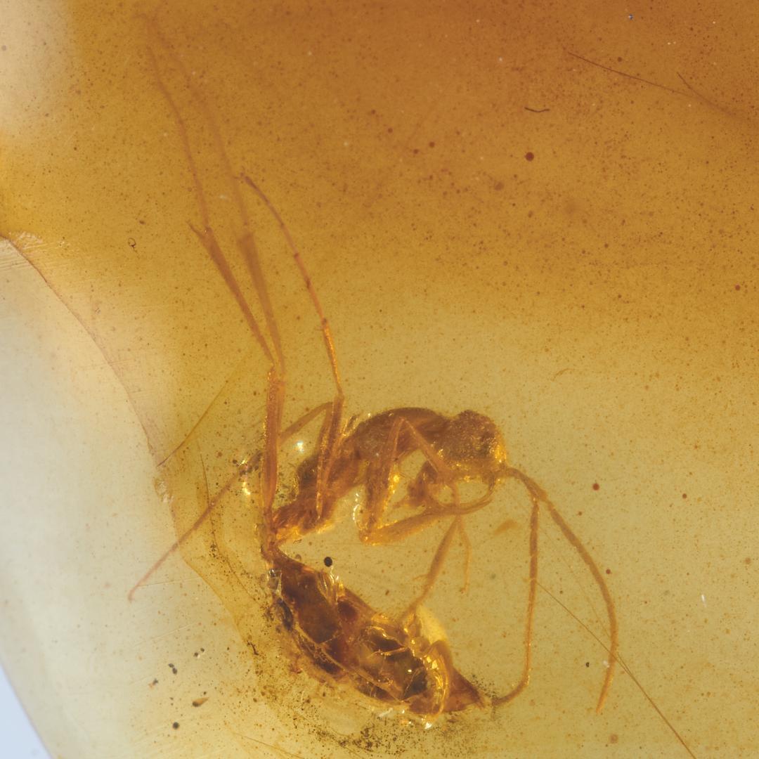 レア極上品 PA0037虫入り琥珀化石　ミャンマーカムティかタナイ9900万年前