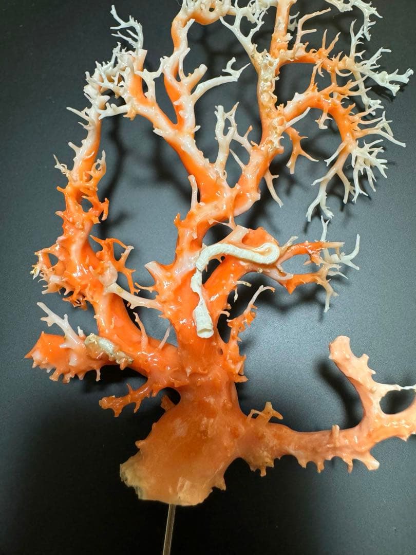 縁起物　赤珊瑚　桃珊瑚　原木　サンゴ