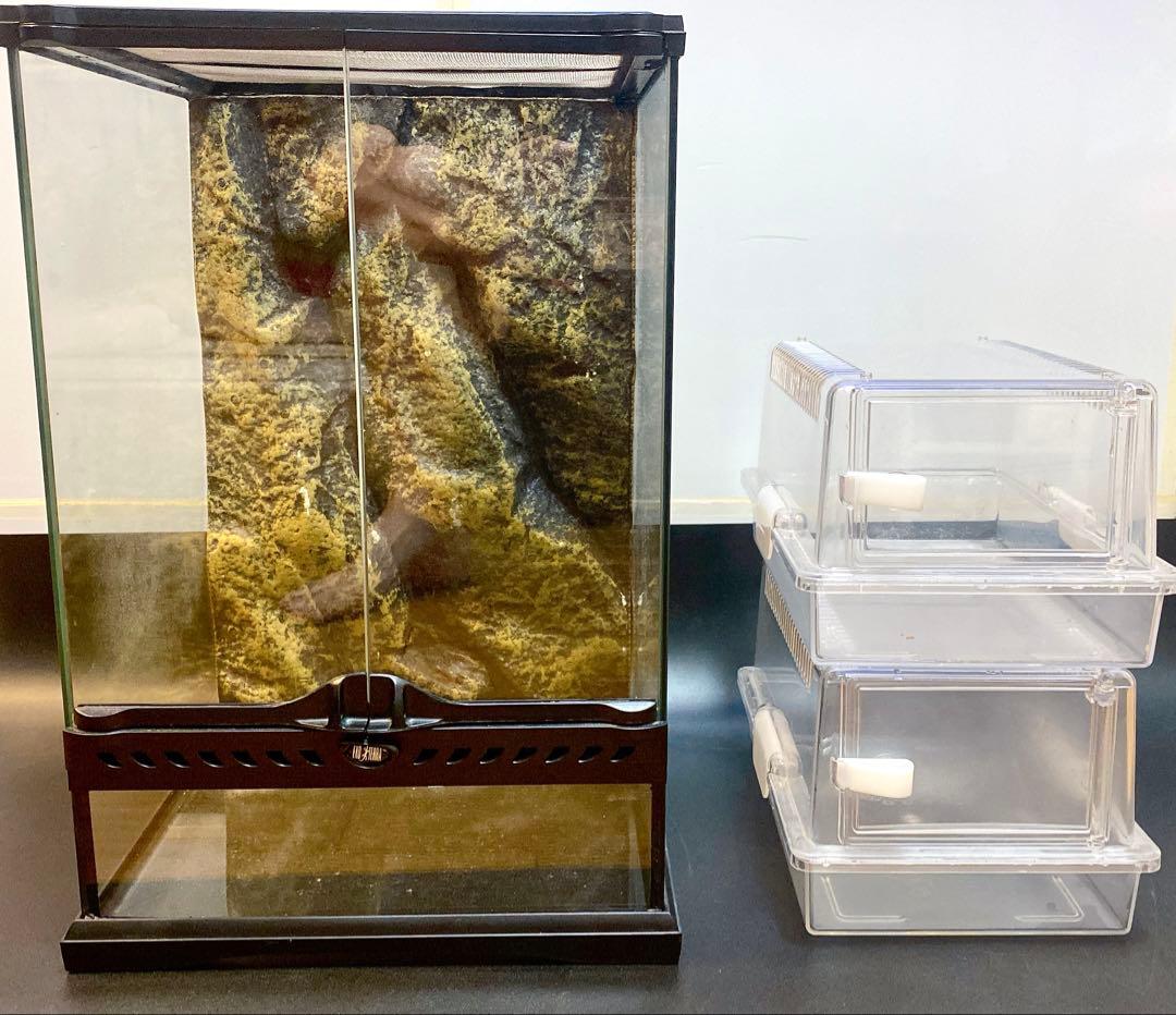 マ*ス様 爆安！グラステラリウム3045 レプティギア300 2個セット