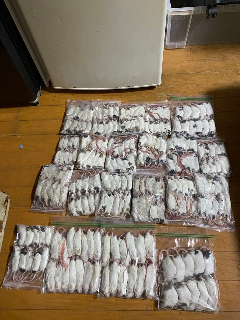 【冷凍餌】マウス（アダルト〜リタイア）200＋α