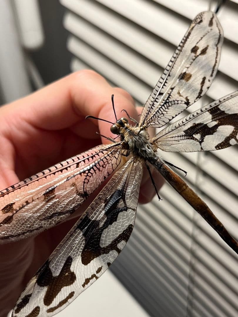 【蜻蛉最大種】Palpares sp.アミメカゲロウウスバカゲロウトンボゼミセミ