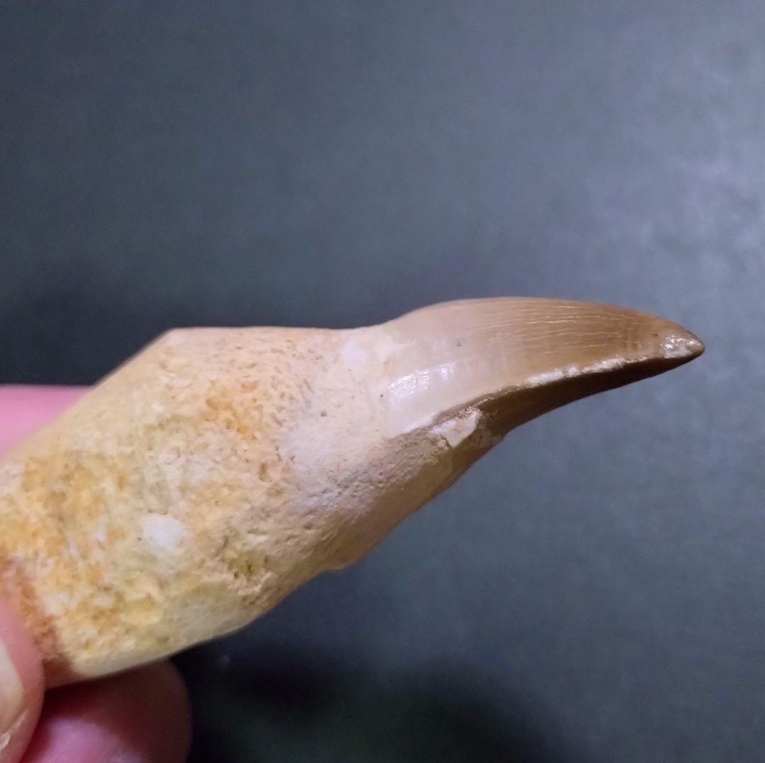 【お買い得本物】モロッコ産モササウルスの歯歯根付3本セット約9cm×3本