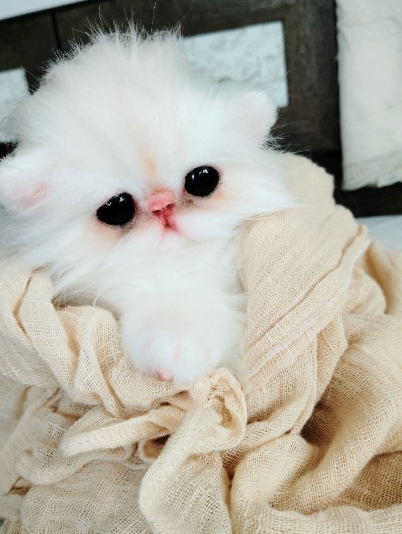 エキゾチック♡子猫のぷんちゃん♡アートドール♡ぬいぐるみ♡