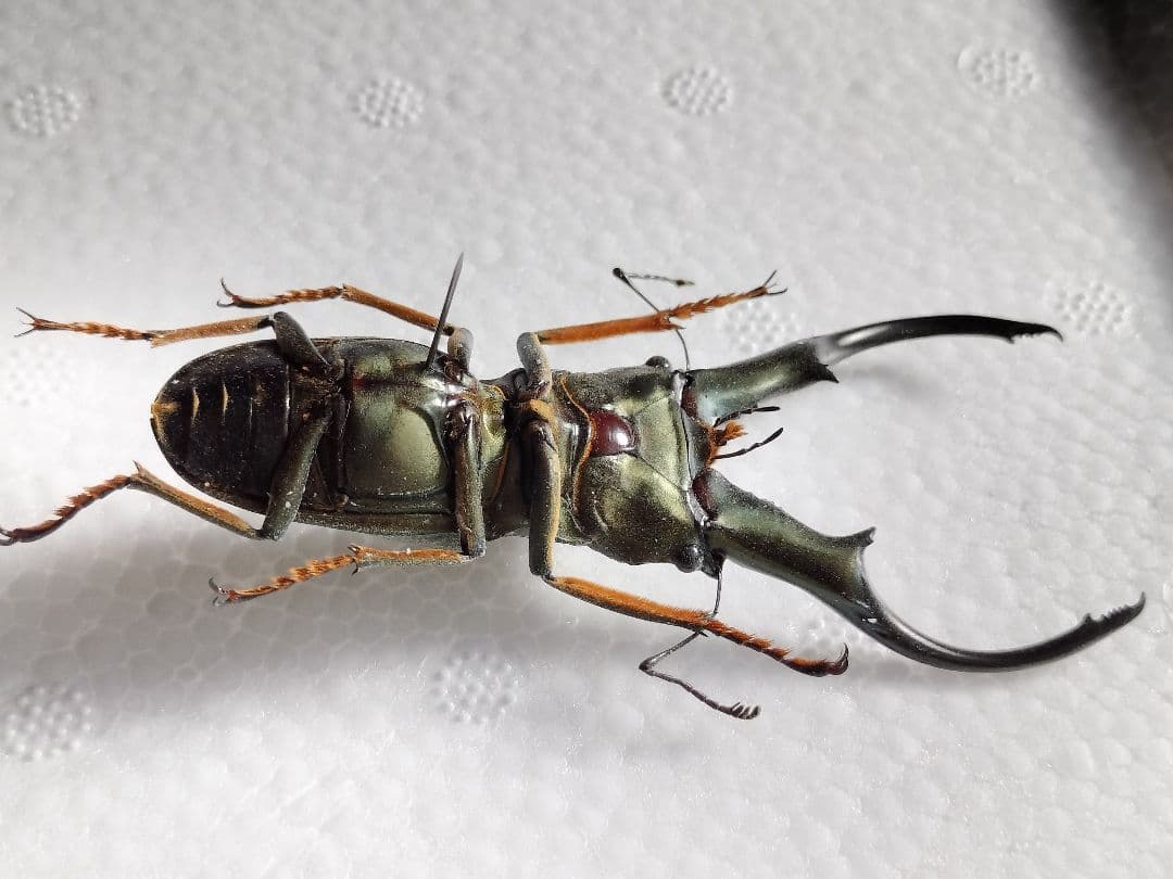 特大モンギローニホソアカクワガタ標本（超貴重）