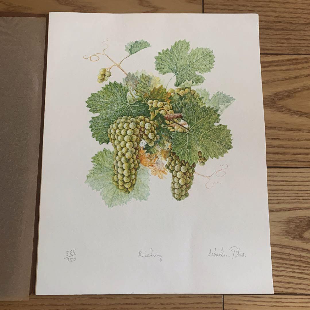 セバスチャン タイタス Sebastian Titus 葡萄リトグラフ　希少品