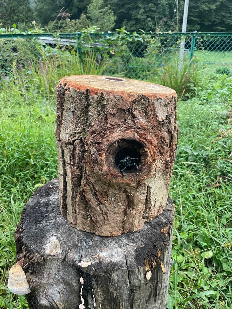 クワリウム　特大サイズ　シェルター　登り木　エサ台