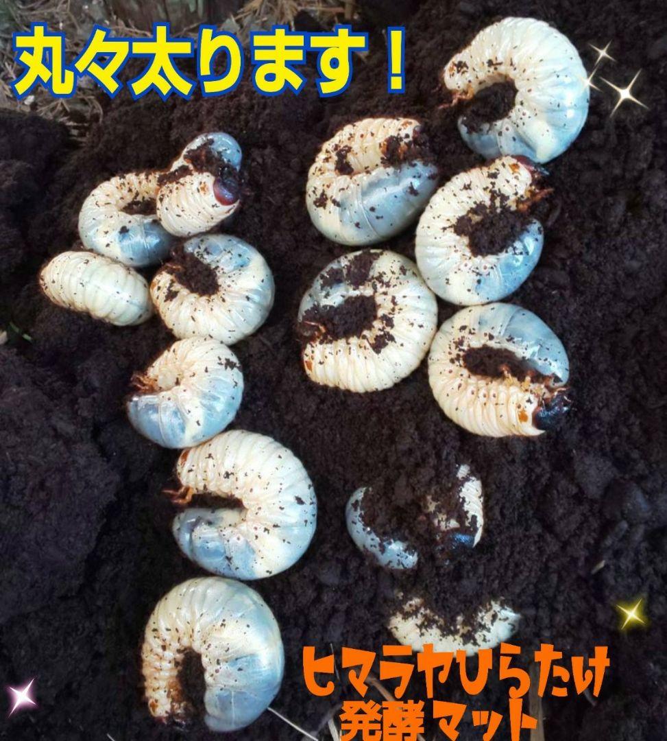 幼虫が丸々太ります！80リットル☆ヒマラヤひらたけ発酵カブトムシマット栄養価抜群