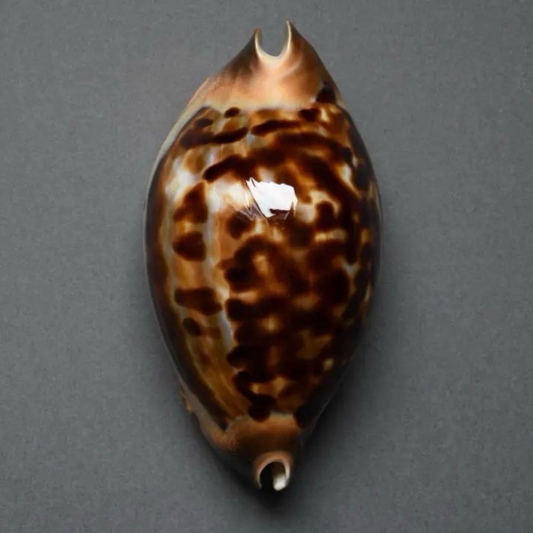 サラメガクロガネダカラ【貝殻・タカラガイ】