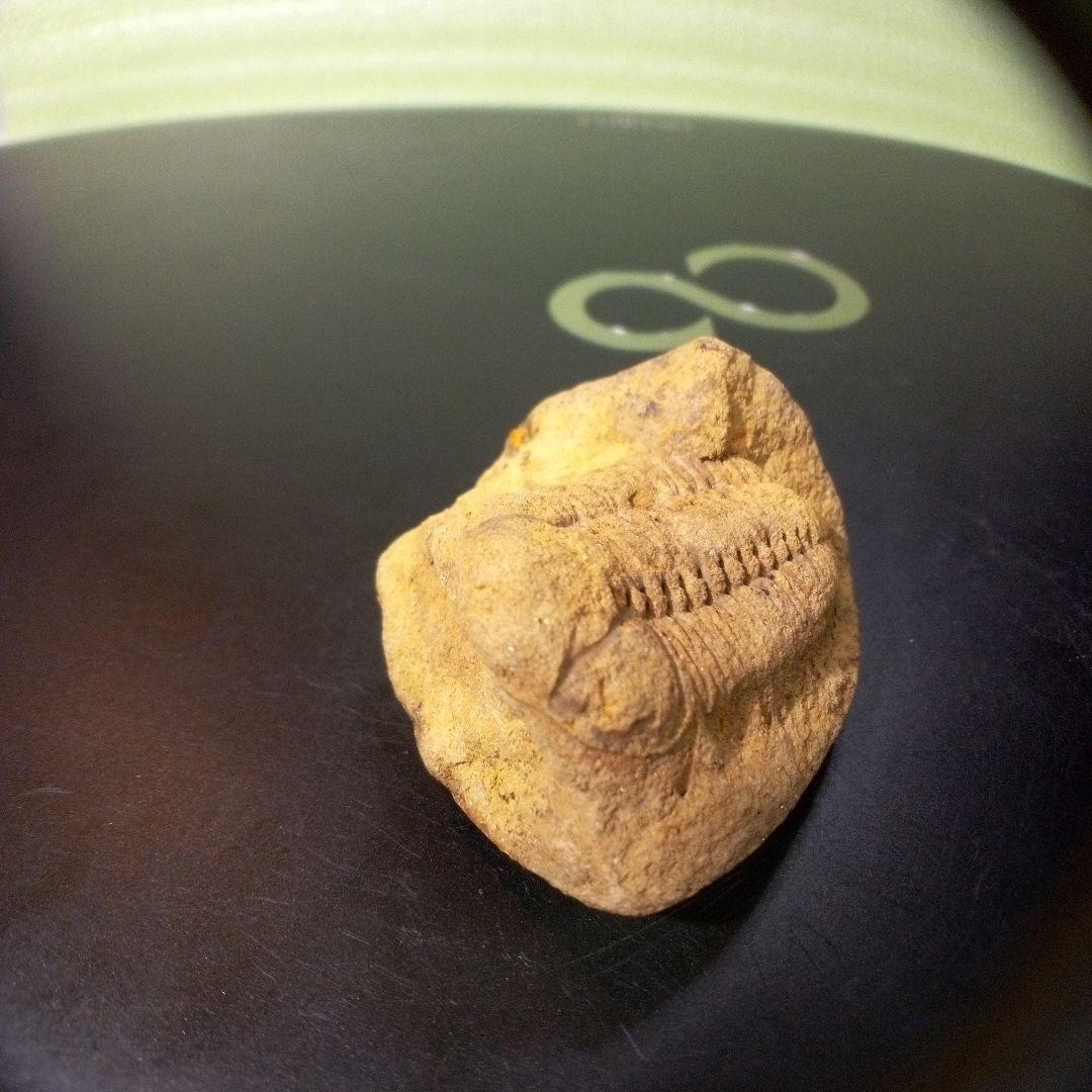三葉虫　化石　fossil　ボリビア産　レア　Fossil管理⑧