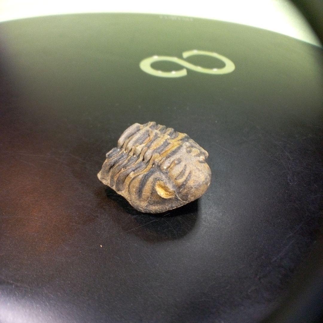 三葉虫　化石　fossil　ボリビア産　trilobite　三葉虫判別①