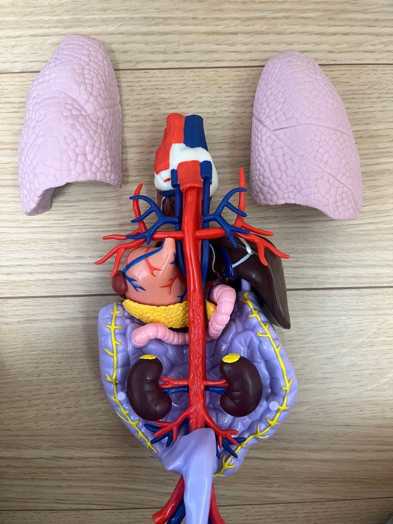 おしゃべりガイコツ　ホネッキー