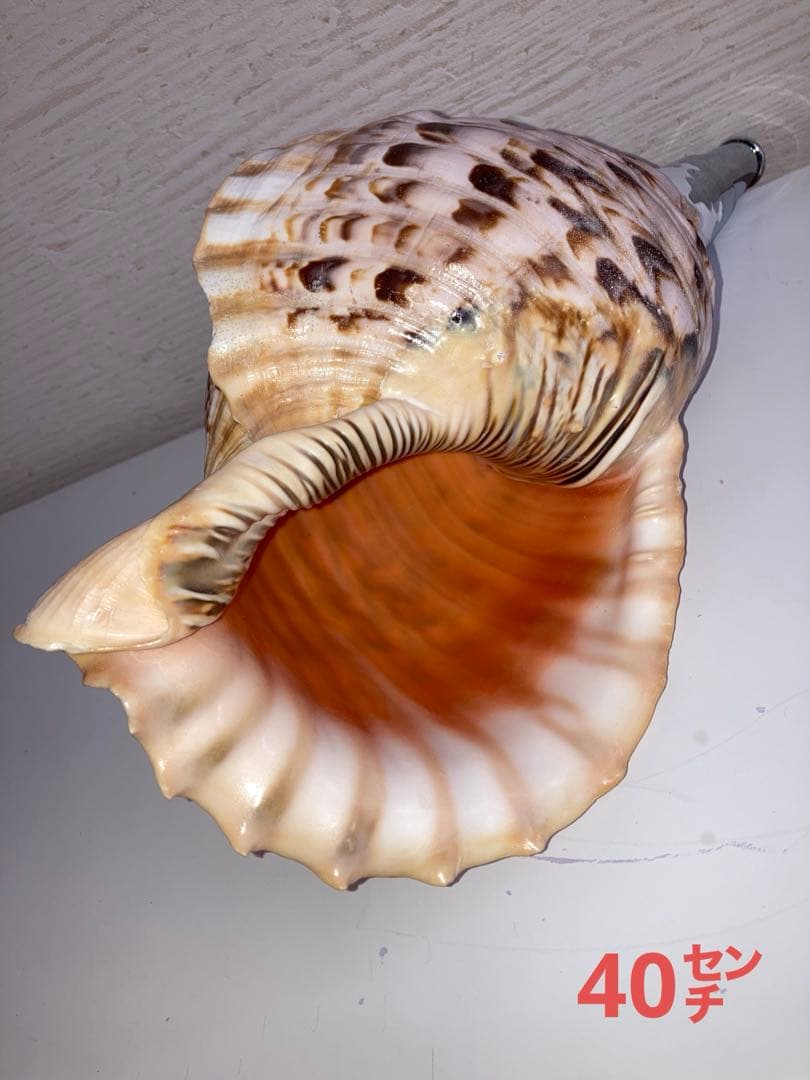 法螺貝　ほら貝　ホラ貝　修験道　お遍路　密教　お祭り　お寺　神社