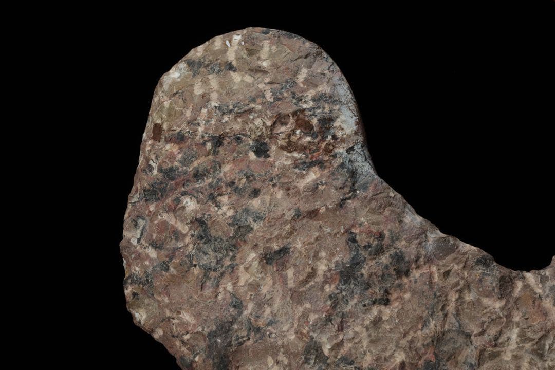 特大標本 アンモナイト&オルソセラス 化石プレート10.6kg 直角貝 鑑賞石