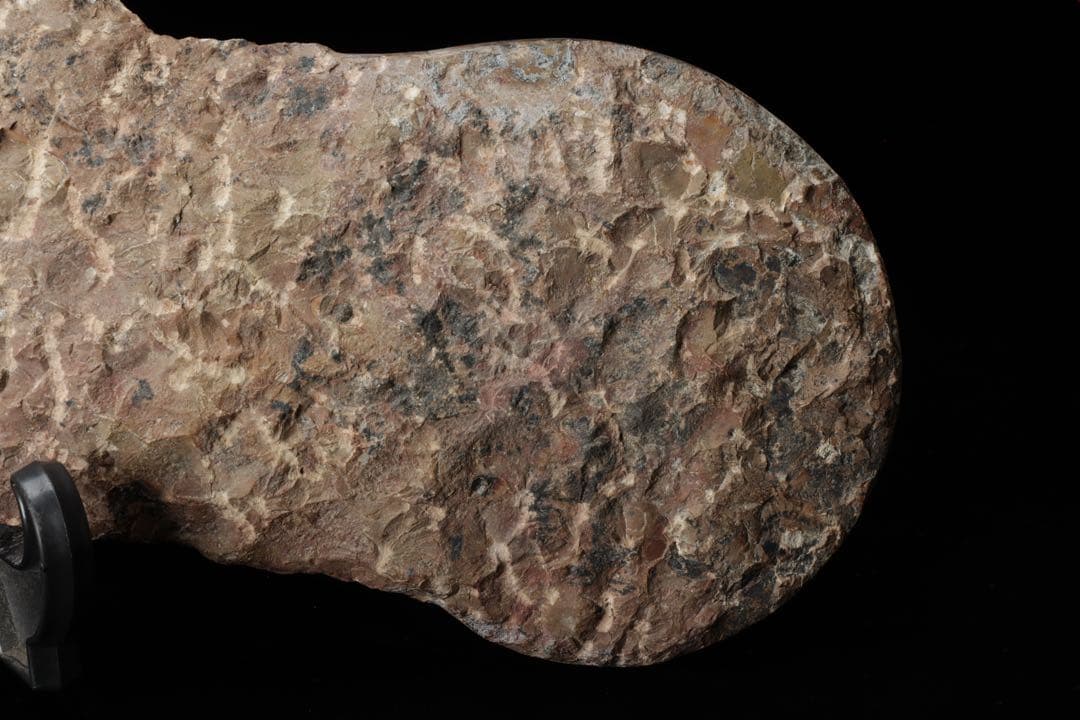 特大標本 アンモナイト&オルソセラス 化石プレート10.6kg 直角貝 鑑賞石