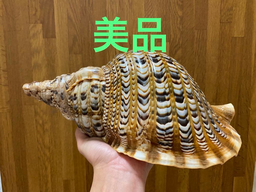 法螺貝　新鮮なホラ貝 色味や模様がとても美しい　35cm 900グラム前後