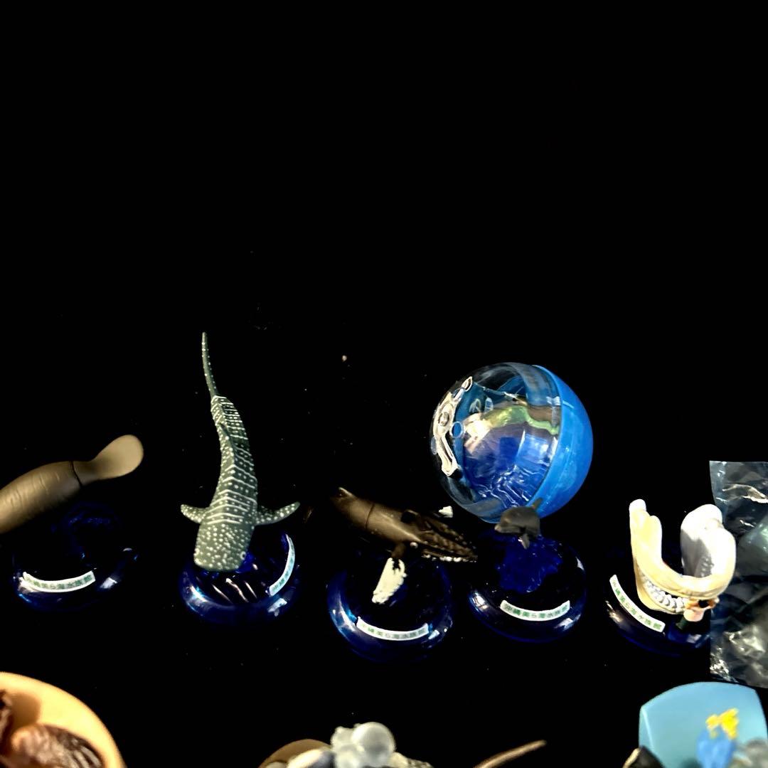 激レア 沖縄美ら海水族館 カプセルフィギュアコレクション