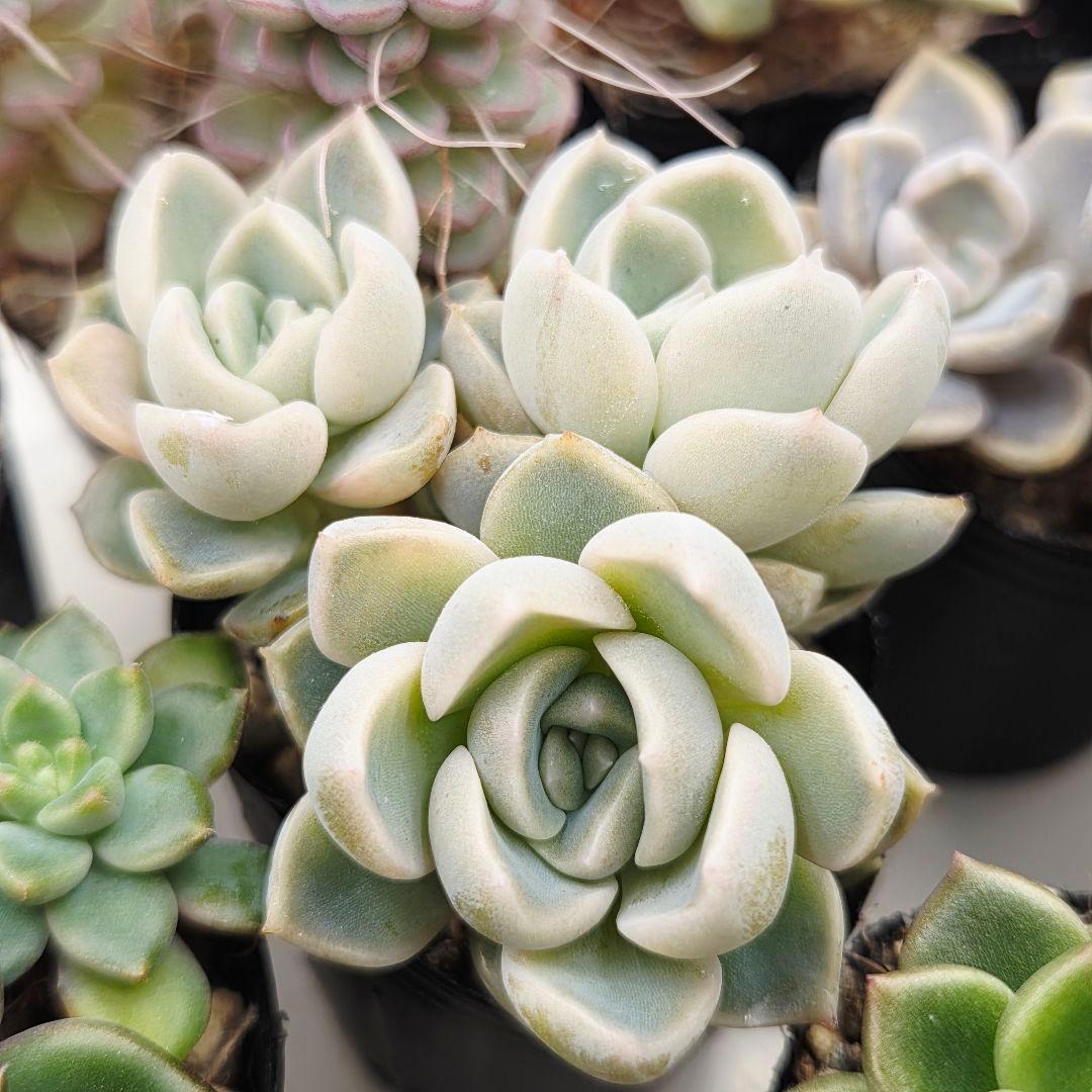 ②全15苗 つぶつぶ屋さん クラッカー❣️あられ❣️ピノチオ❣️発根済ネコポス込