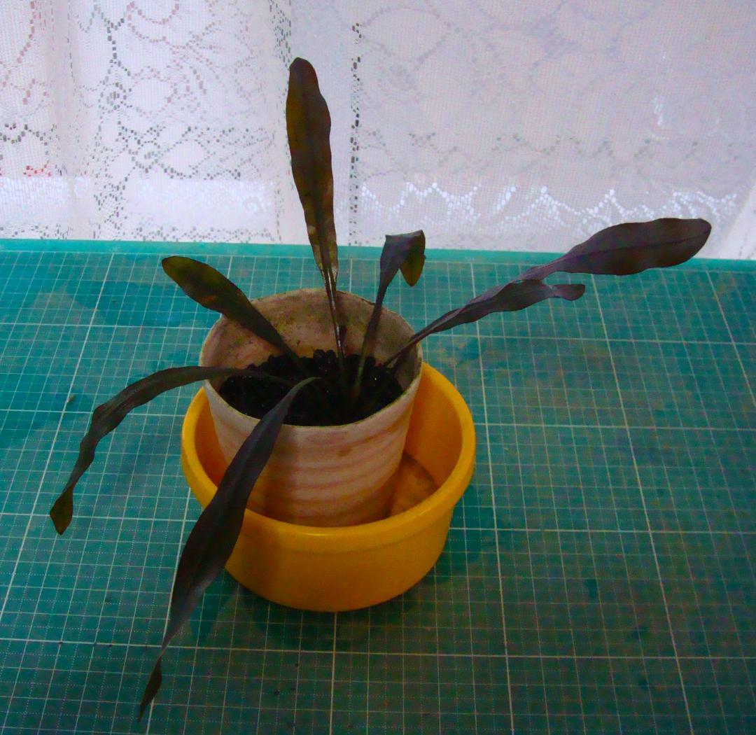 Y*o様 エキノドルス ホレマニー ブラッドレッド