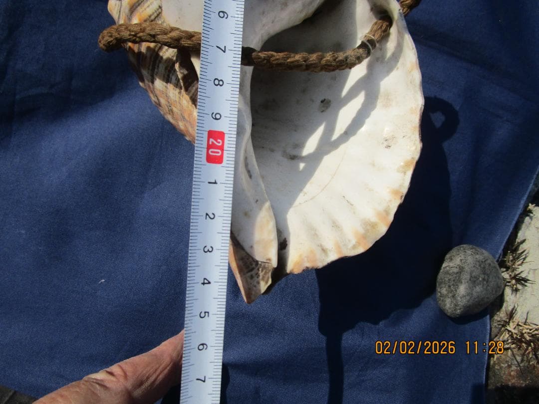 法螺貝　ホラ貝　紐付き　山伏必需品　1個