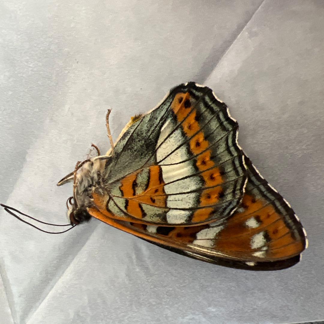 オオイチモンジ　モンゴル産10頭セット