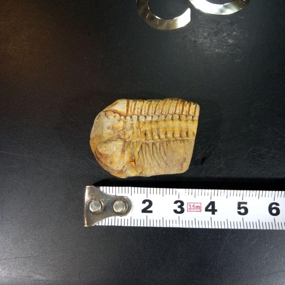三葉虫　化石　fossil　ボリビア産　トライロバイト　三葉虫個体④