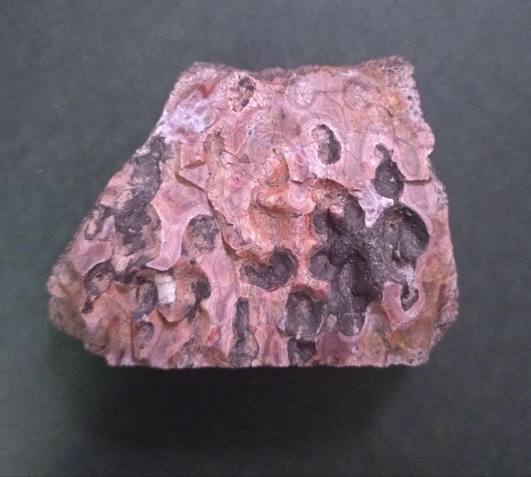 【激レア美麗】フィトサウルス類レドンダサウルスの装甲（スクート）化石